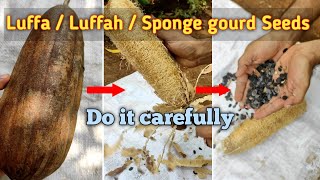 luffa | sponge gourd seeds