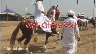 Chaz Baz Ghora | Bhot Acha Ghora | Neza Bazi 2018 | tent pegging 2018 | Desi Horses