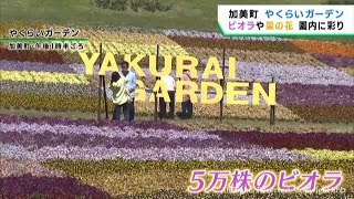 ビオラや菜の花が咲き誇る　宮城・加美町やくらいガーデン