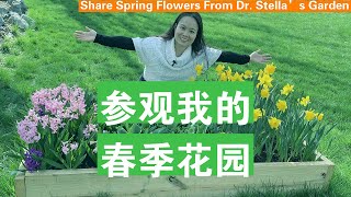 [ENG SUB] 参观我的花园桃花李子花梨花水仙花风信子Share Dr. Stella's Garden Peach Pear Plum Tree Daffodil Hyacinth