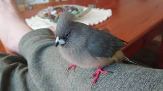 Tame White-Backed Mousebird (Colius colius)