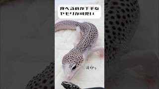 食べるのが下手なヤモリが可愛すぎる #reptiles #ヤモリ #shorts #レオパードゲッコー