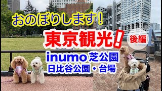 【東京観光】おのぼり！トイプードルのホテルステイ！inumo芝公園〜後編