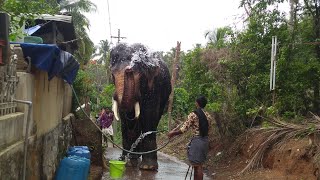 ഊട്ടോളി അനന്തന്റെ നീരാട്ട് 😅😁😋😍Uttoly elephants uttoly anandhan kerala elephants 2018