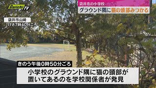 小学校のグラウンドで猫の頭部みつかる【静岡・袋井市】