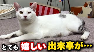 4匹の子猫を育てるママ猫ミカちゃんについて凄く嬉しい出来事がありました