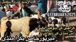 Mirpurkhas Bakra Mandi latest update 6 January 2025 || Bakra Mandi 2025