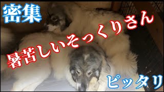 【かくまって】ブラッシングに飽きたアリエッティはアシタカの影に…【Great Pyrenees】