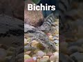 BICHIRS!!!  #shorts #aquariumfish #bichir