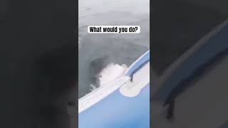 This is crazy what would you do? #sharkweek #sharks #sharkattack #niceshark #omg #wild