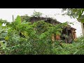 Cut overgrown grass in the school garden - Clean up abandoned school super free