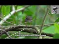 ashy tailorbird snagged a juicy catch