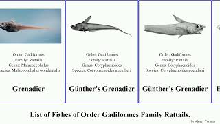 List of Fishes of Order Gadiformes Family Rattails. grenadier coryphaenoides coelorinchus nezumia