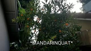 The Mandarinquat