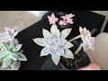 graptopetalum graptoveria and graptosedum collection december 2019