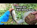 ini dia‼️ Umpan jitu Mancing ikan Baung/Sogo pengganti kucur.