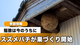 スズメバチは4月中旬〜5月頃に巣づくり開始　駆除は今のうちに