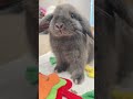 cute rabbit 🐰🥹❤️ is the boss shorts rabbit bunny cute pets khargosh