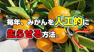 みかんの剪定で、予備枝剪定をした日から１年半後がこちら。