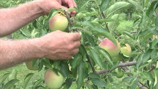 Lynd Fruit Farms celebrates 100th anniversary