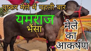 पुष्कर मेले में साक्षात यमराज का भैंसा Buffalo Soldier | Pushkar Mela 2019 Best Attraction | Bull