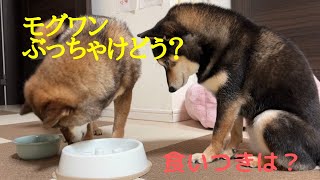 モグワンってぶっちゃけどう？柴犬が食べてみた結果は？