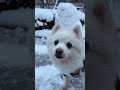 a walk in the frozen❄️☃️ pet cute cutedog spitz