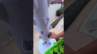 Hydroponic Tower | Check out this quick update on the 𝙀𝙕 𝙏𝙤𝙬𝙚𝙧 just days after