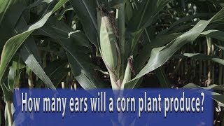 How many ears will a corn plant produce?