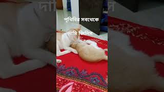 দেখুন মা মেয়ের ভালোবাসা কি মদুর মা তো মা ই সে হোক বিড়াল বা মানুষ