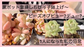 [多肉植物]黒ポット葉挿しちびっ子鉢上げ〜ビーズオブビュー?デュー⁇^_^1人になった私の戯言