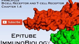 Innate and Adaptive Immunity 1.4 B-cell receptors and T-cell receptors