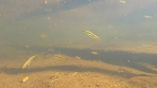 Laubuka fasciata in the Chaliyar River (Watch in HD)