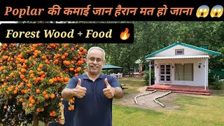 Poplar की कमाई जान हैरान मत हो जाना || Forest Wood + Food || Agroforestry || Hello Kisaan