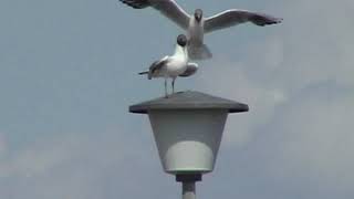 Nichtsperlingsvögel - Lachmöwe (Larus ridibundus)  - Black-headed Gull - Video von KLAUS TAUX