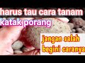 cara tanam katak porang | menghadap kemana.?