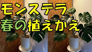 【観葉植物】100均モンステラを植え替えてみた。春の植え替えは〇〇がポイント！