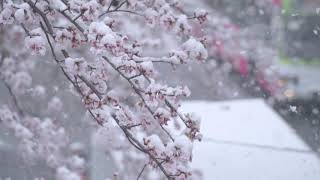 JieStudio Traveling - Sakura \u0026 Snow in Tokyo / 東京の桜と雪 / 東京的雪櫻花