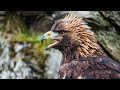 The Brutal Mountains And Wildlife Of Wild Great Britain | Our World