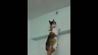 Funny animals - Funny cats / dogs - Funny animal videos 219
