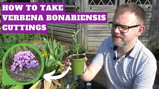 How to Take Verbena bonariensis Cuttings by 2 Methods | Propagation Techniques | Plants for Free