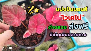 แบ่งปันบอนสีโวเคโน่ราคาถูกส่งฟรีมีปลายทาง|เบิดชัย บอนสี