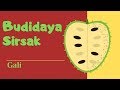 GALI BUDIDAYA SIRSAK SEGMEN 3