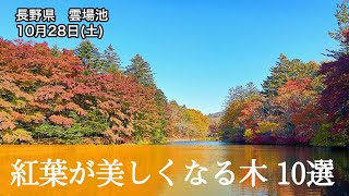 モミジ以外に紅葉が美しくなる木10選