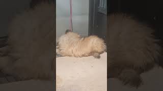 എന്തു ശാന്തമായ ഉറക്കം#puppy#shortfeed#shortvideo