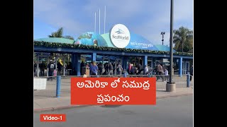 అమెరికా లో సముద్ర ప్రపంచం | America Sea World | America Visheshalu Telugu Vlogs