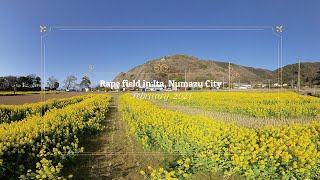 沼津市 井田の菜の花畑 【360° VR映像】「Rape field in Ita,Numazu City 」