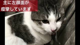 猫の部分発作(てんかん) , Epilepsy seizure