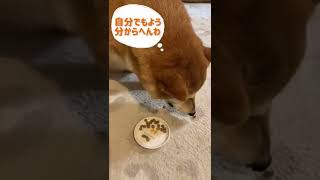 Vol.359 柴犬るな　今日はご飯を食べるのか？食べないのか？さてどっち？気分屋を極める柴犬@shiba-dogg-lunachannel0913