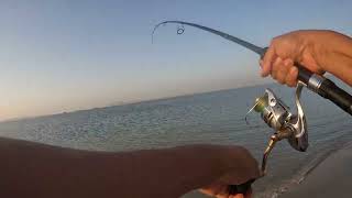 Shore jigging at inland sea Qatar